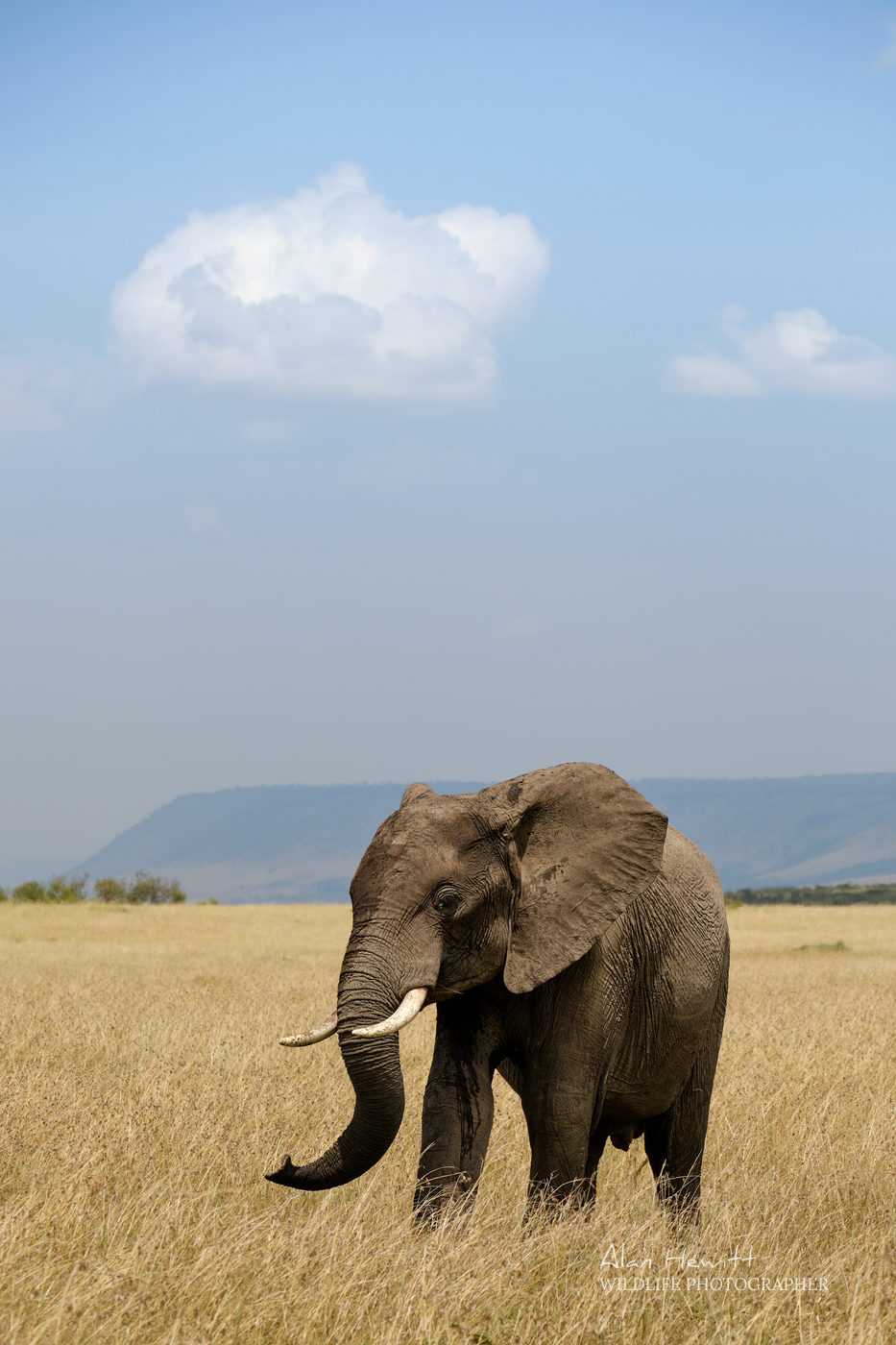 Elephant, Masai Mara Wildlife Photography Safari