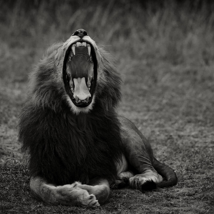 Lion, Masai Mara Wildlife Photography Safari