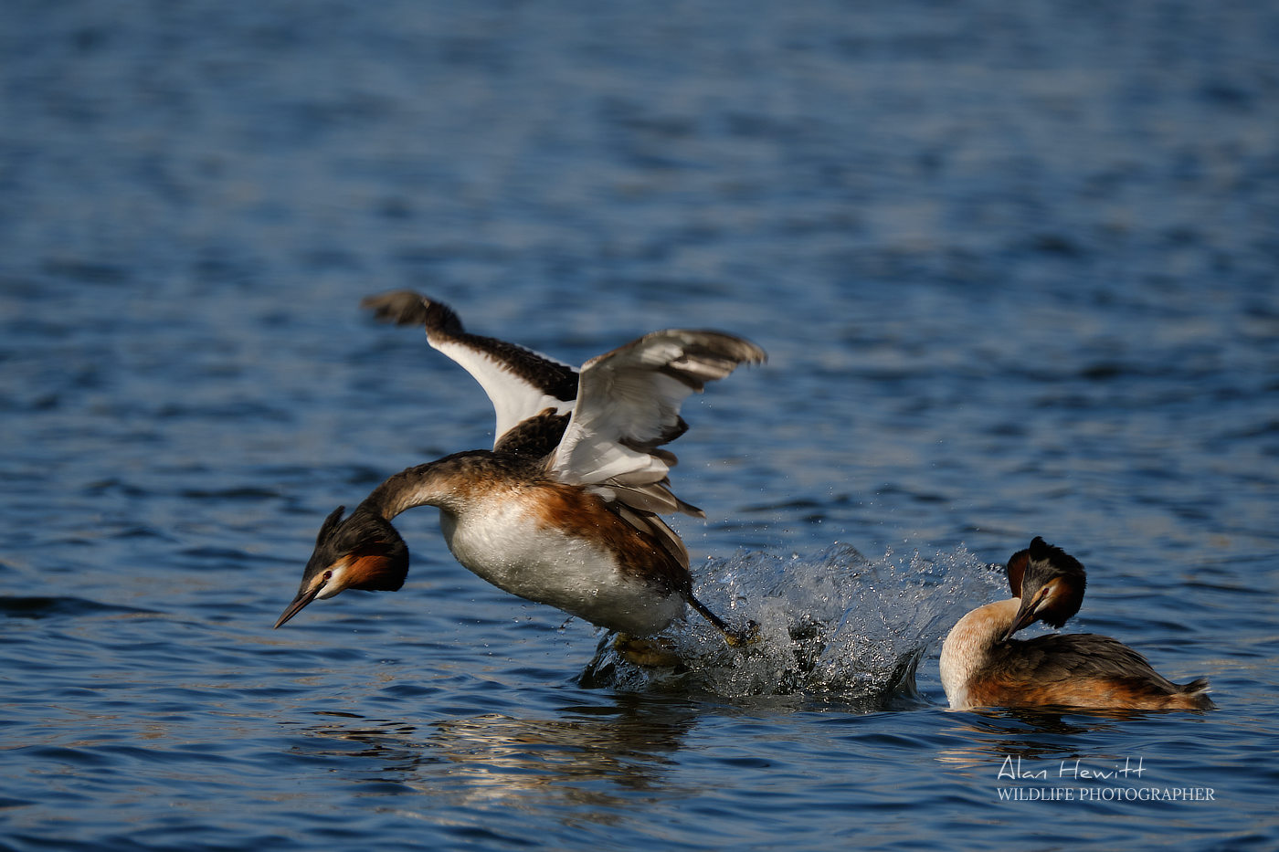 Great Crested Grebe Alan Hewitt Photography