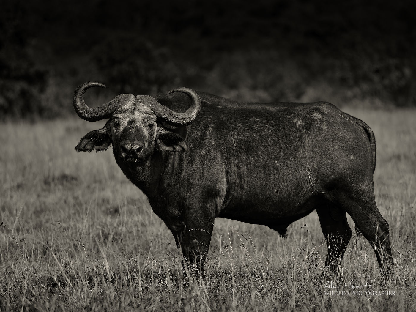 Cape Buffalo Alan Hewitt Photography