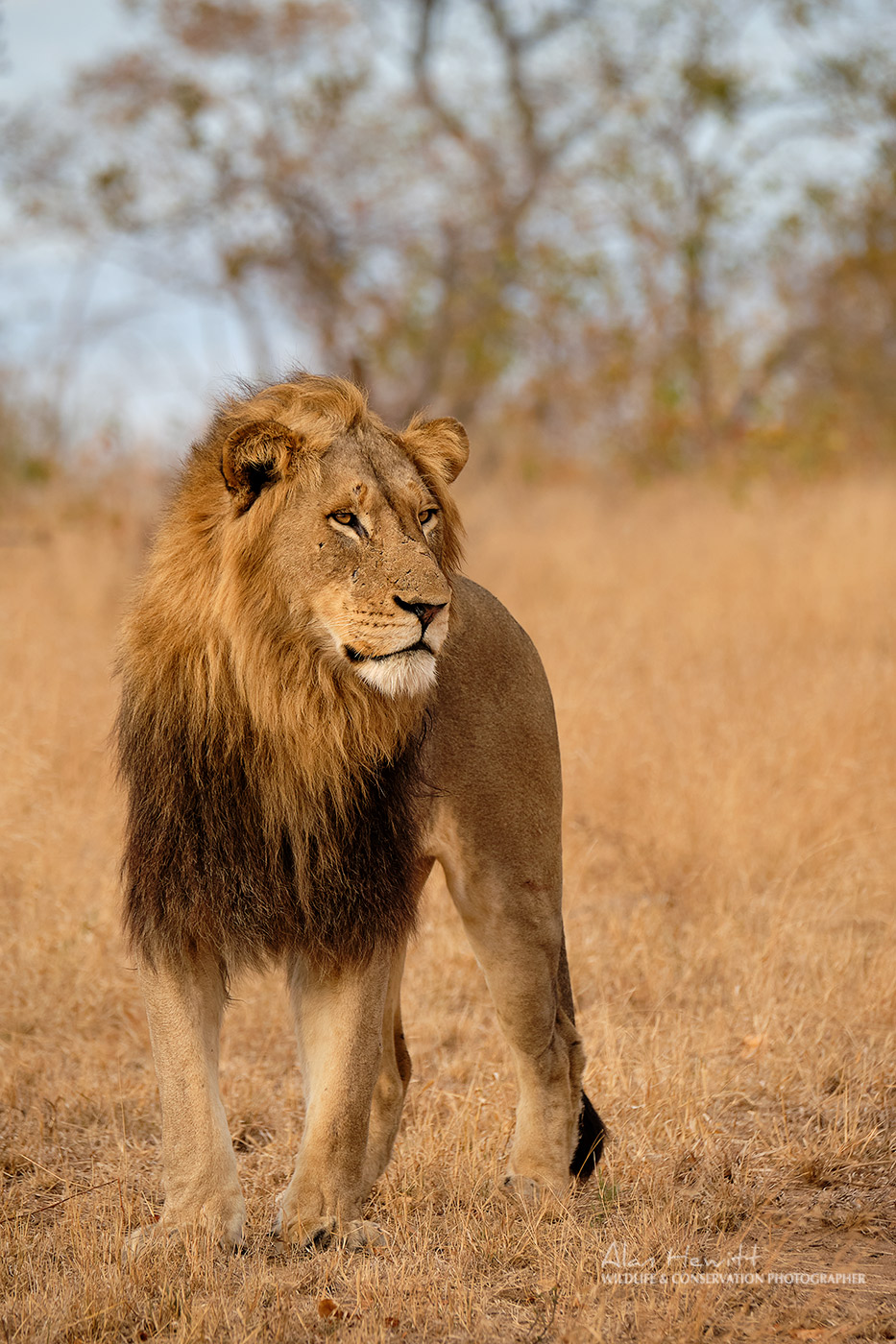 Male Lion Alan Hewitt Photography