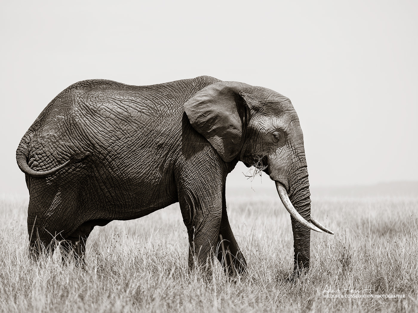 Bull Elephant – Fujifilm Medium Format GFX50s & GF250mm Alan Hewitt Photography