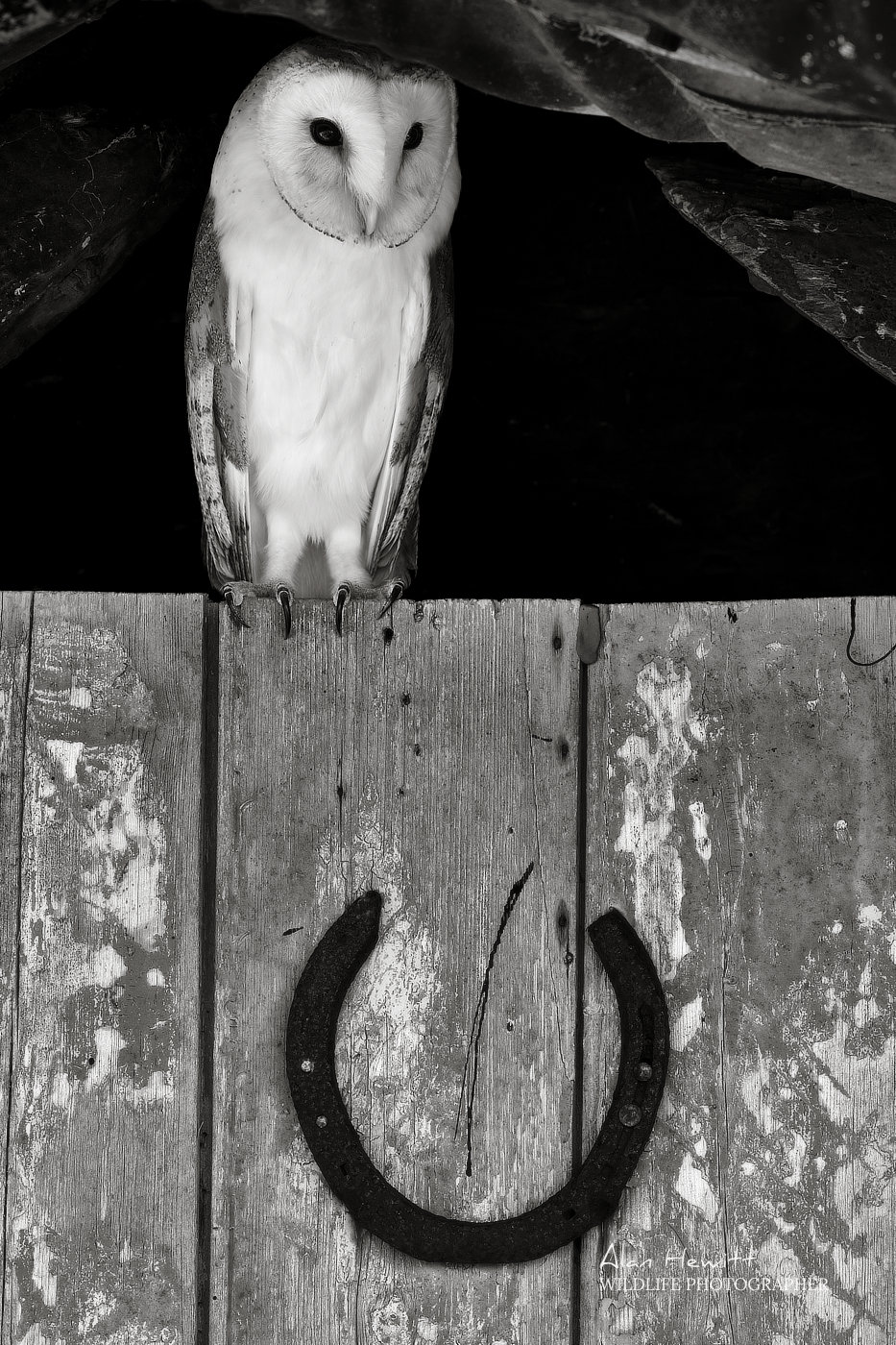 Barn Owl, Holy Island Photography Workshop