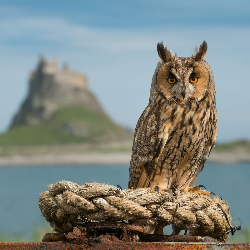 Eagle Owl Holy Island Alan Hewitt Photography