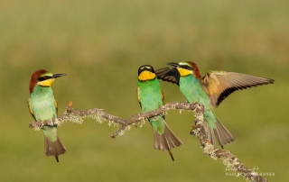 European Bee-eaters Alan Hewitt Photography