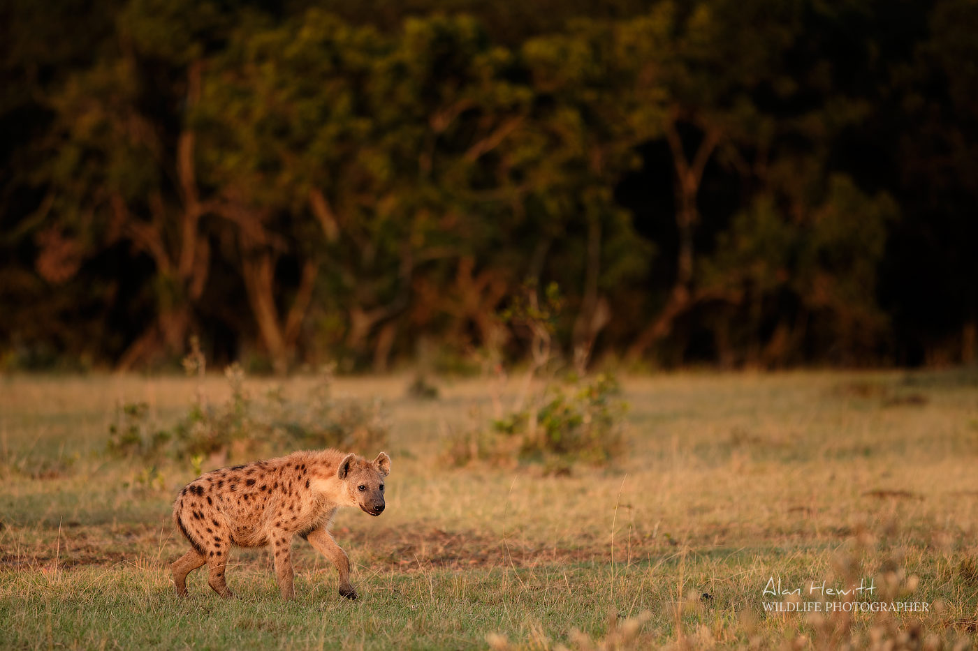 Spotted Hyena Alan Hewitt Photography