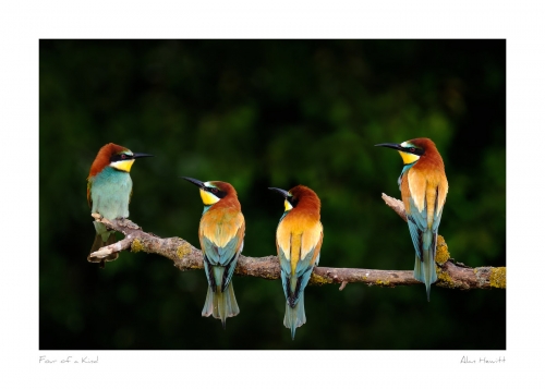 Wildlife Print Four of a Kind European Bee-eaters Alan Hewitt Photography