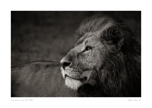 Wildlife Print Male Lion Alan Hewitt
