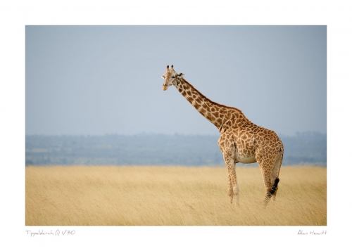 Wildlife Print Tippelskirch (i) Giraffe Alan Hewitt Photography