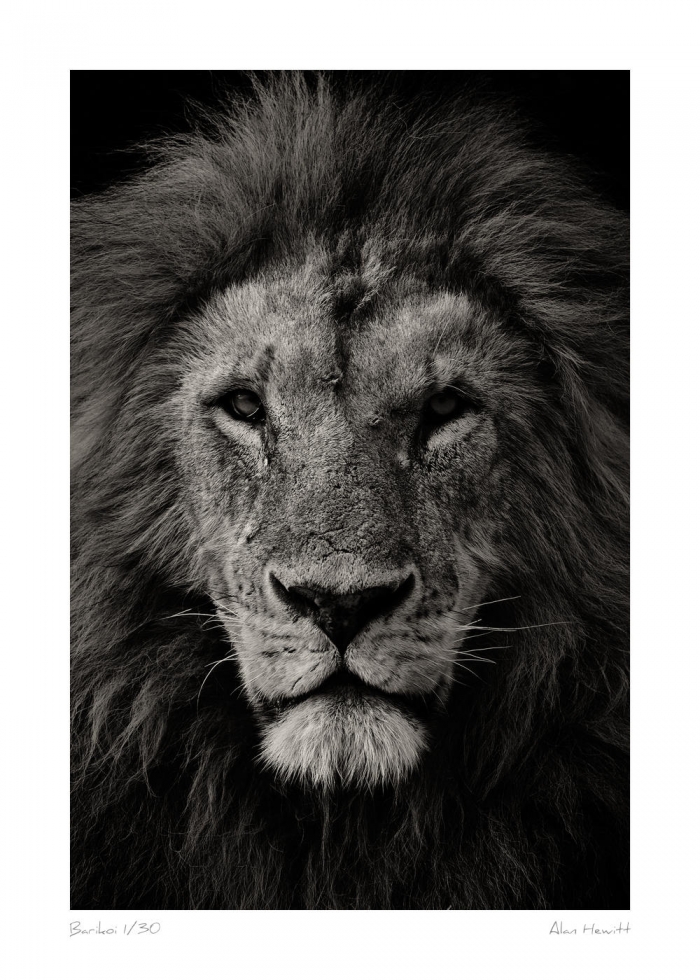 Wildlife Print Lion Barikoi Alan Hewitt Photography