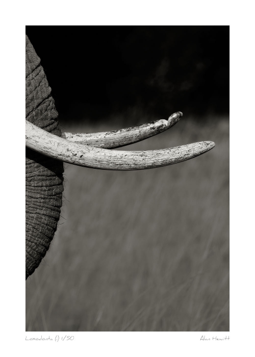 Wildlife Print Loxodonta (i) Elephant Alan Hewitt Photography