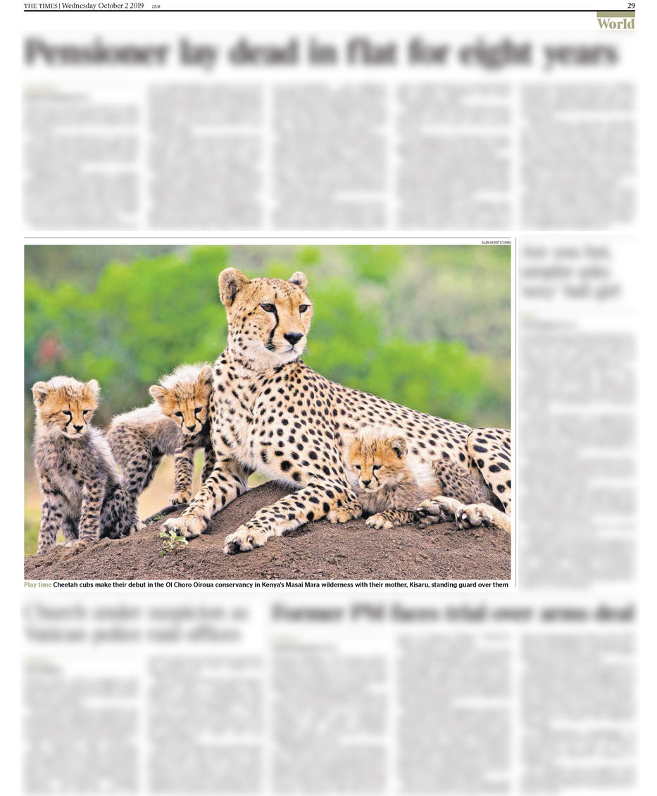 The Times Kisaru Female Cheetah Alan Hewitt Photography
