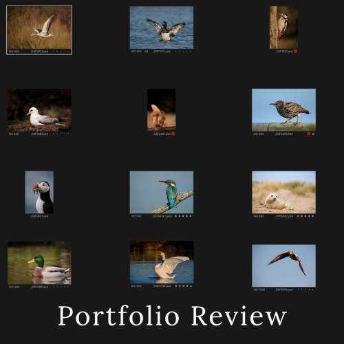 Wildlife Photography Portfolio Review