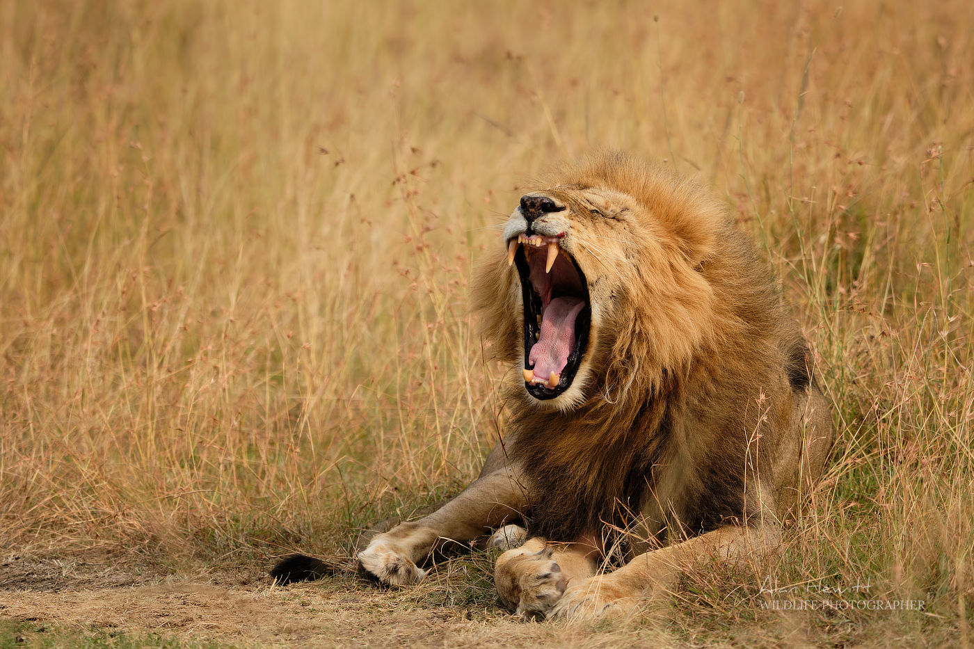 Male Lion, © Alan Hewitt Photography