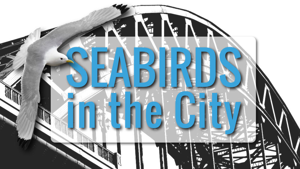 Seabirds in the City