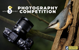 what3birds SongBird Survival Photography Competition