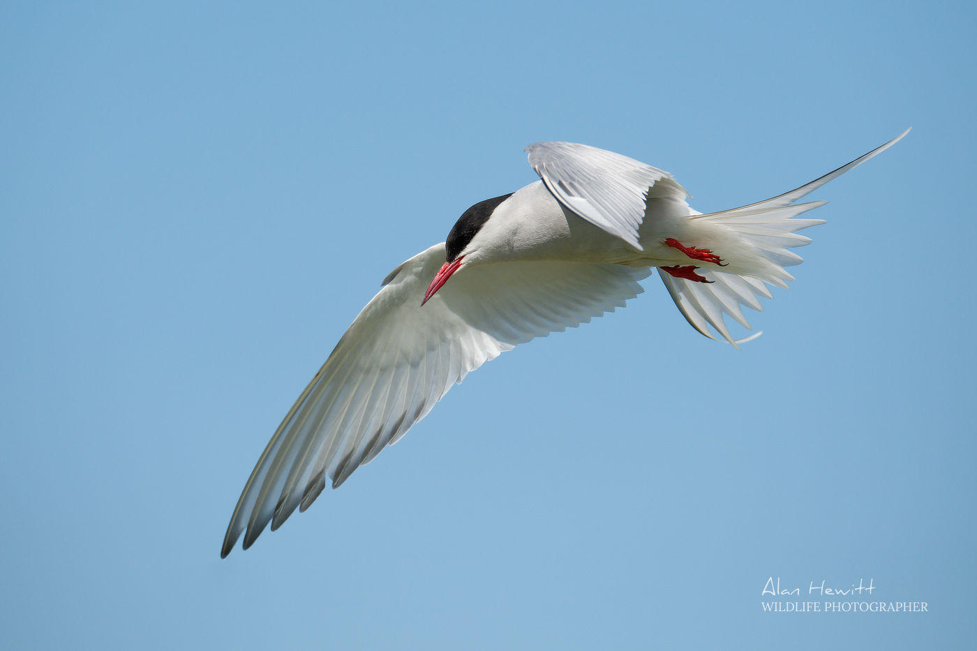 Arctic Tern © Alan Hewitt Photography