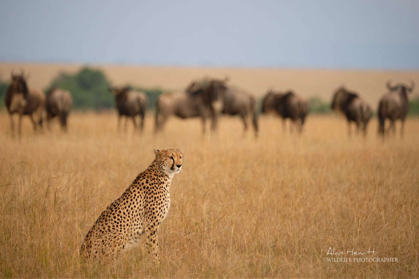 Cheetah & Wildebeest © Alan Hewitt Photography