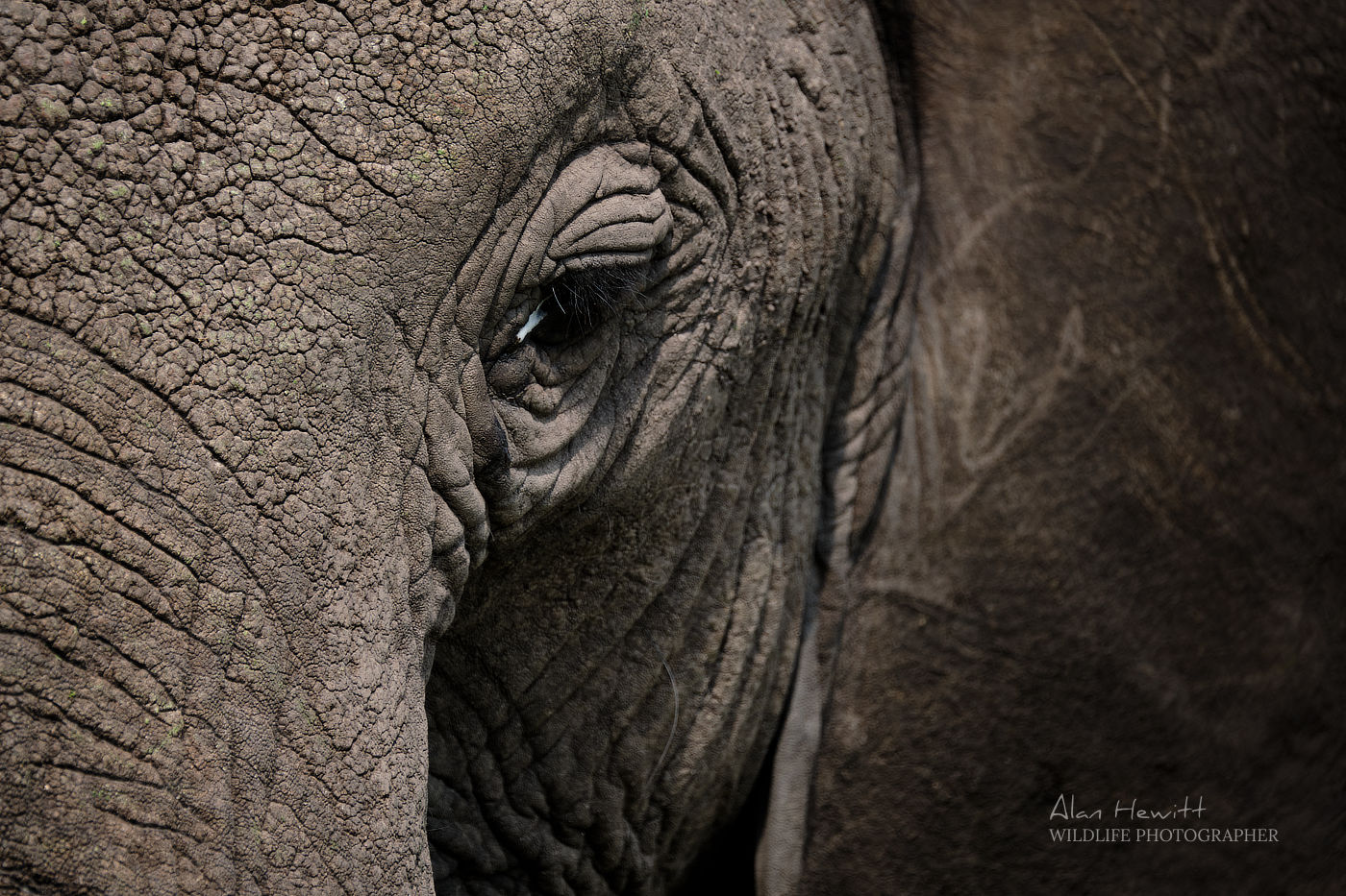 Elephant © Alan Hewitt Photography