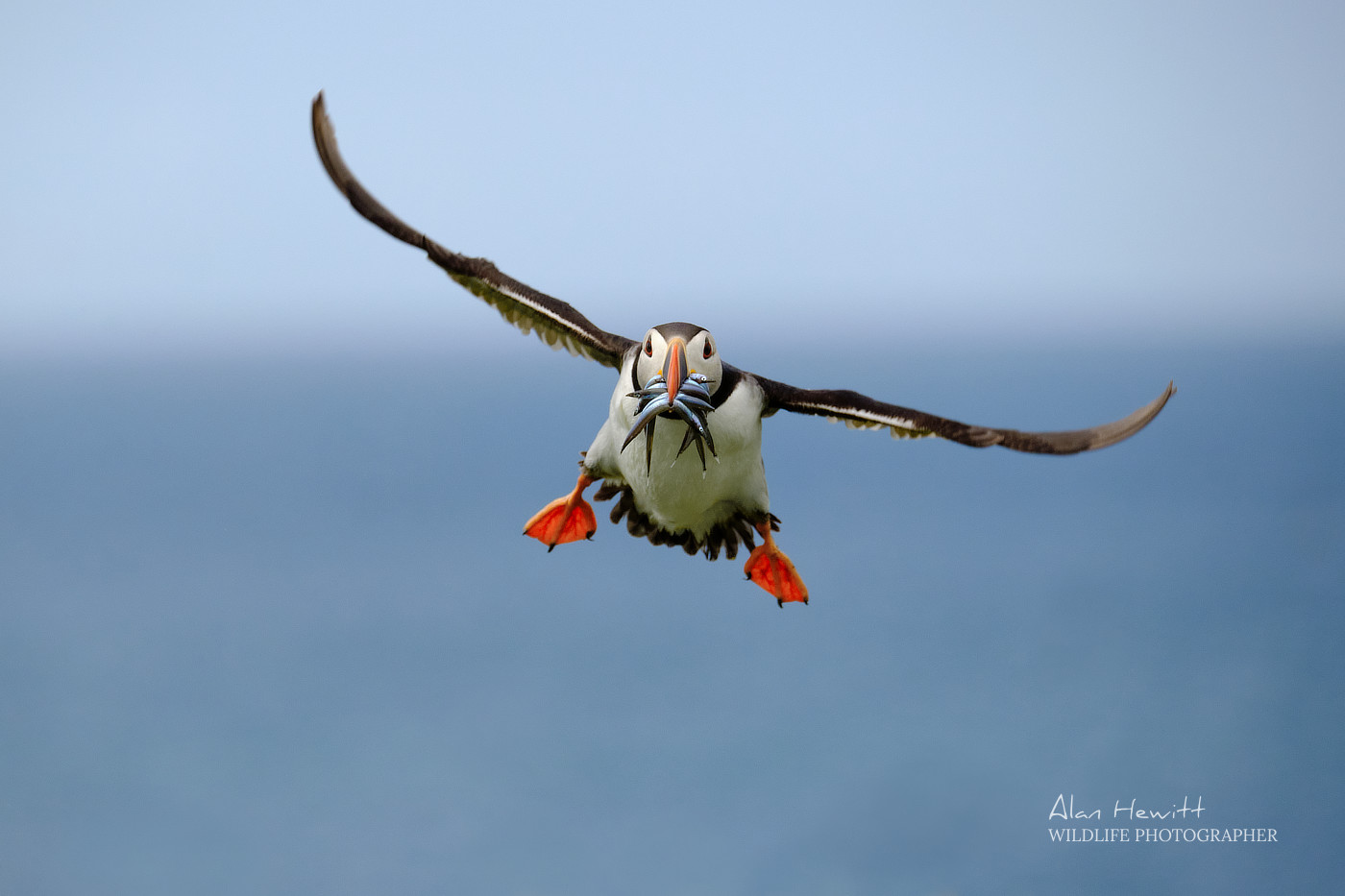 Atlantic Puffin © Alan Hewitt Photography