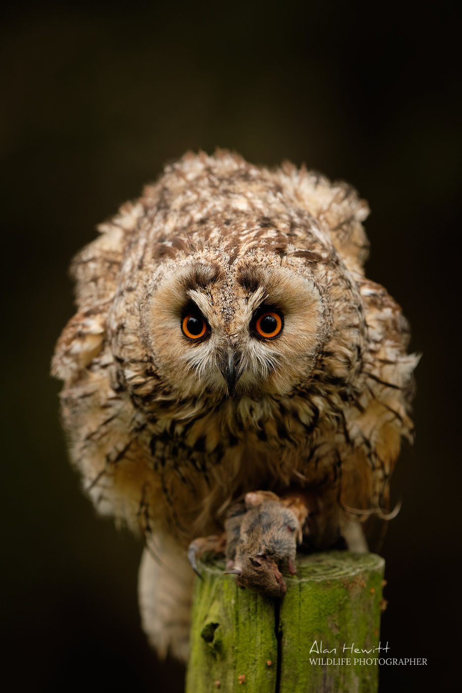 Long-eared owl © Alan Hewitt Photography