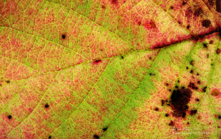 Fujifilm X Story Capturing Macro Autumn Leaves
