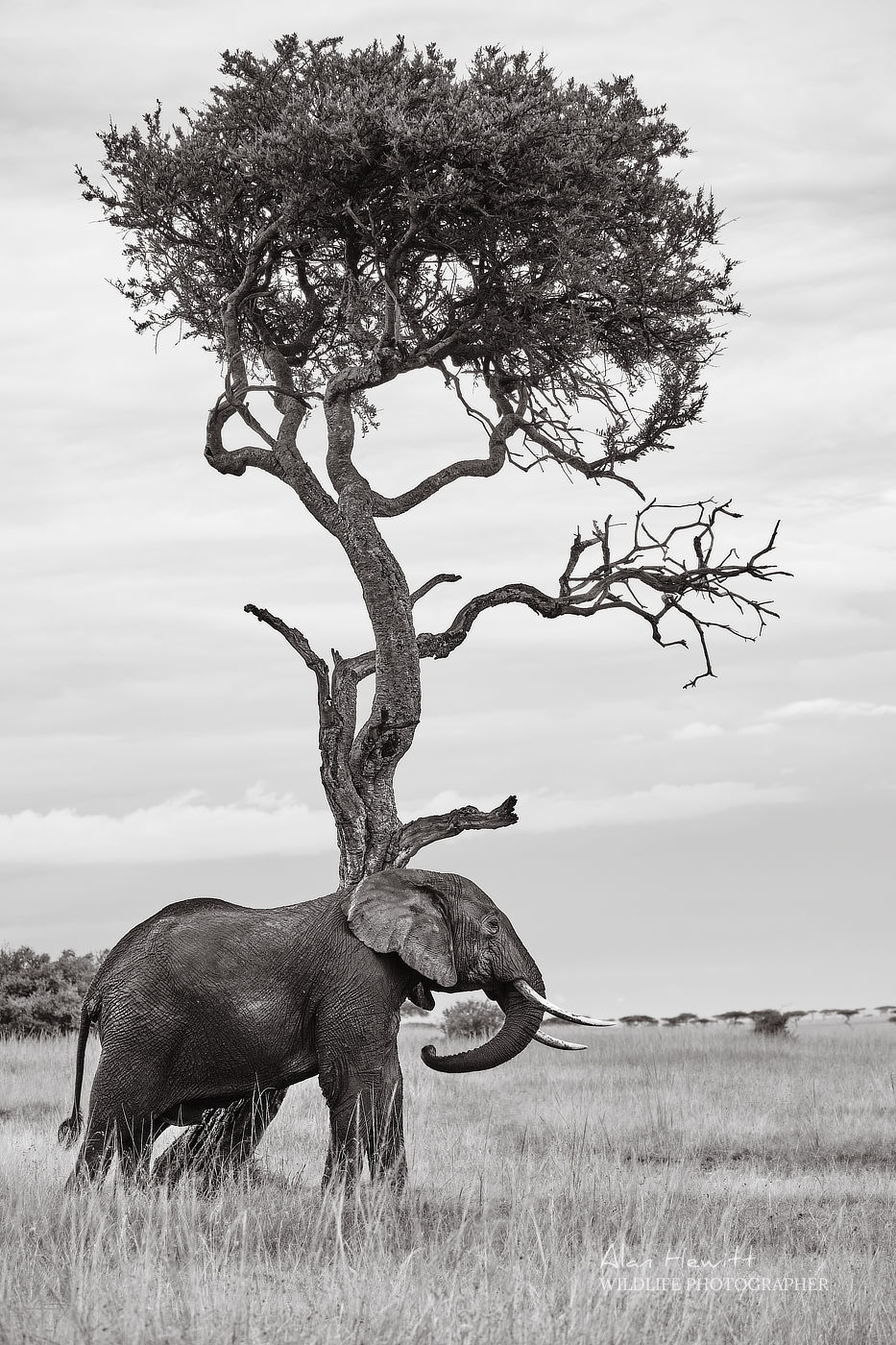African Elephant © Alan Hewitt