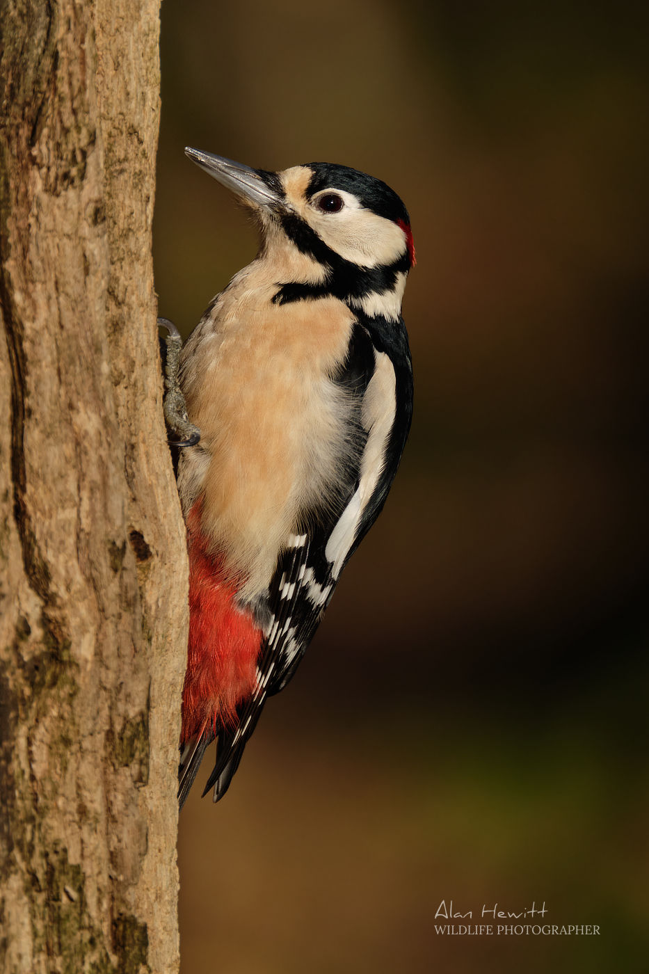 Great Spotted Woodpecker © Alan Hewitt Photography