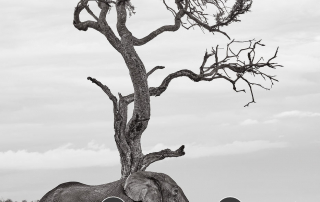 African Elephant © Alan Hewitt