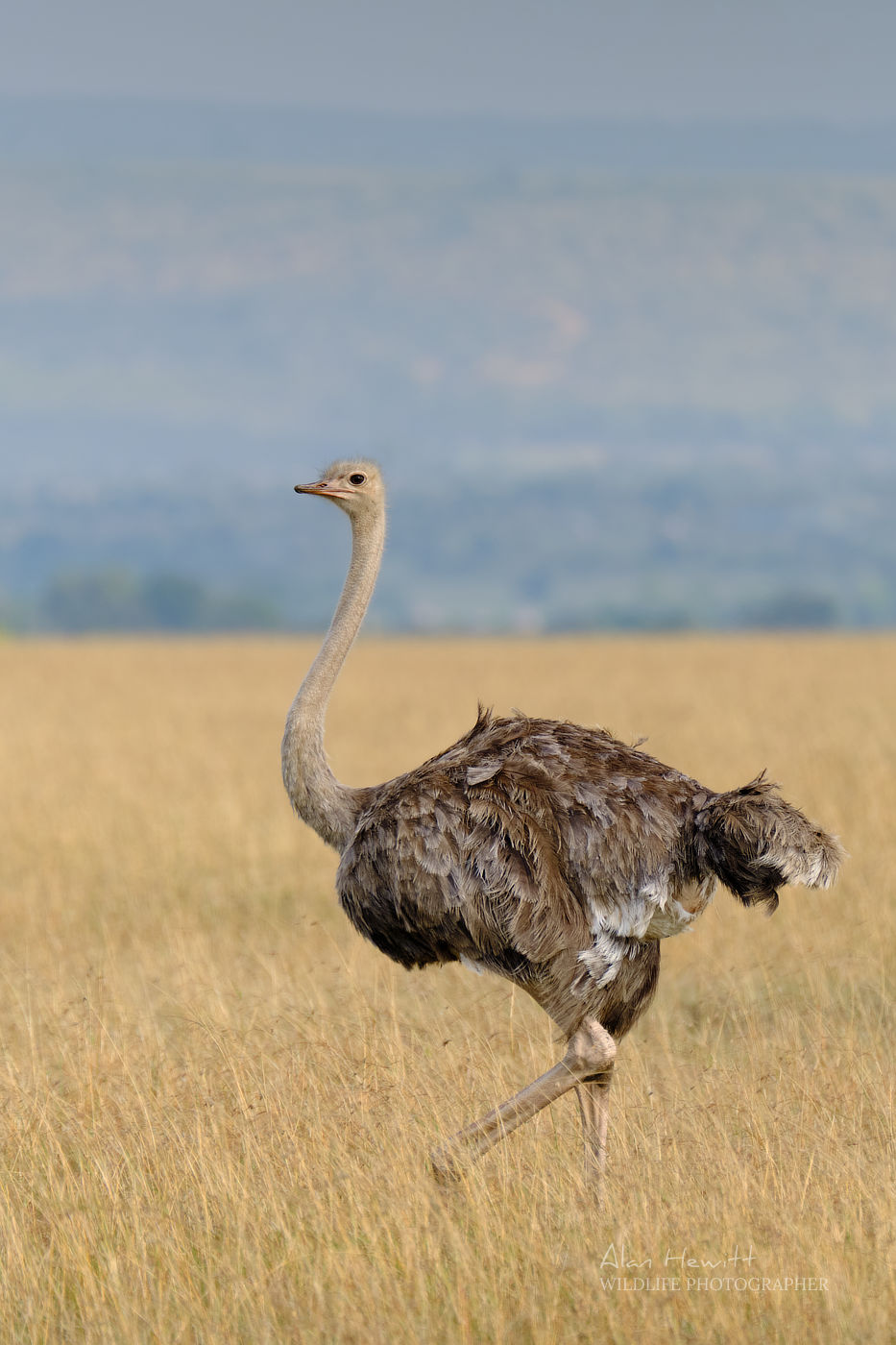 Ostrich © Alan Hewitt Photography