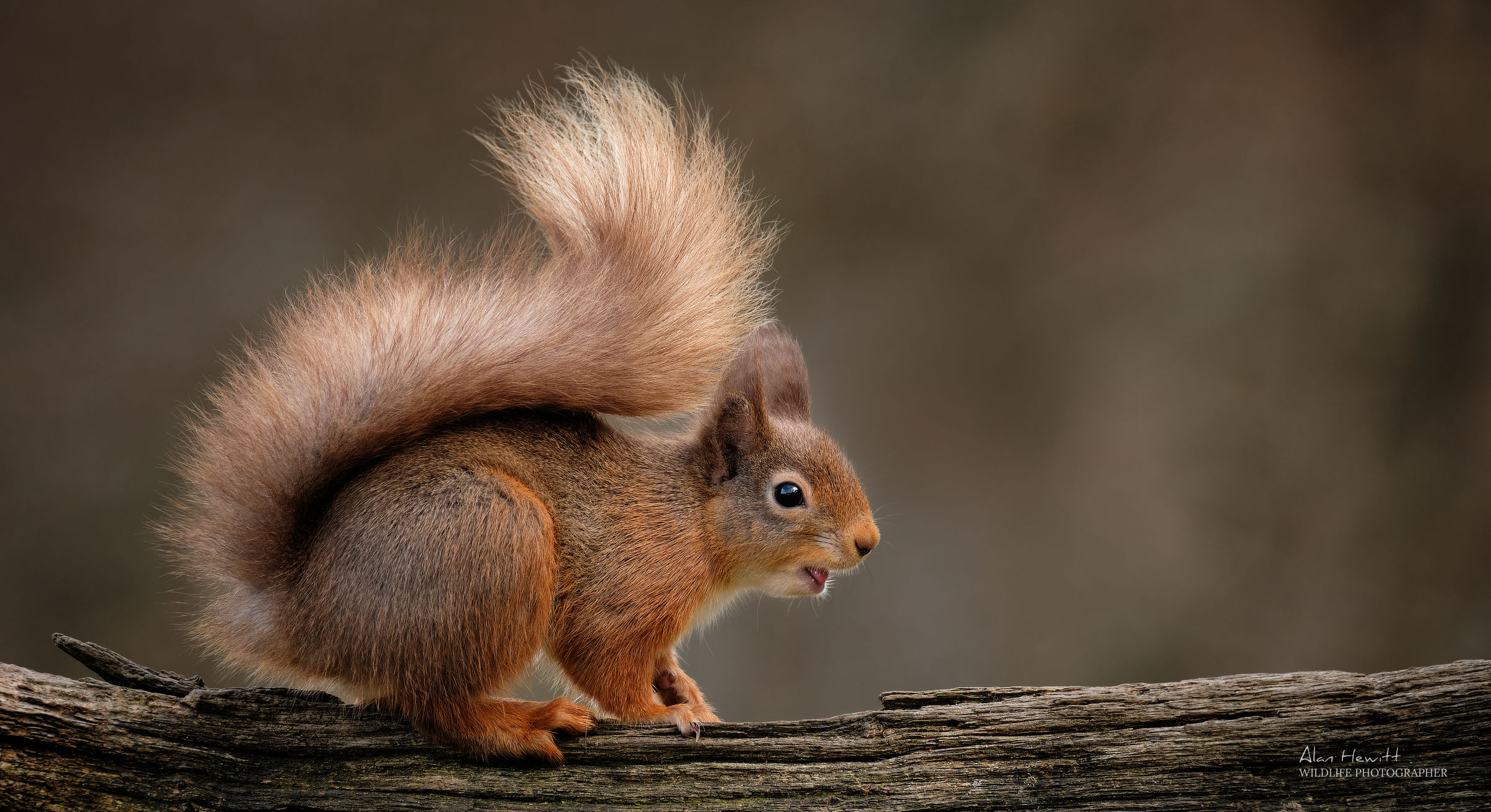 Red Squirrel © Alan Hewitt Photography