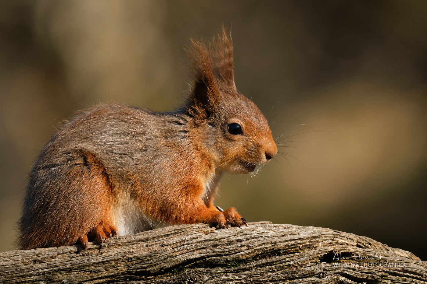 Red Squirrel Fujifilm X-H2s and 150-600mm © Alan Hewitt Photography