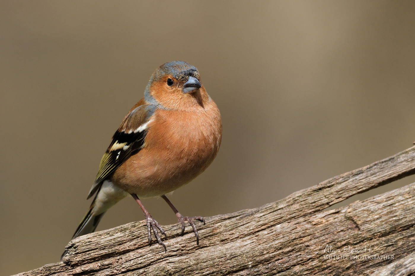 Chaffinch Fujifilm X-H2s and 150-600mm © Alan Hewitt Photography