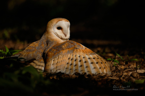 Barn Owl Birds of Prey Photography Workshop © Alan Hewitt Photography