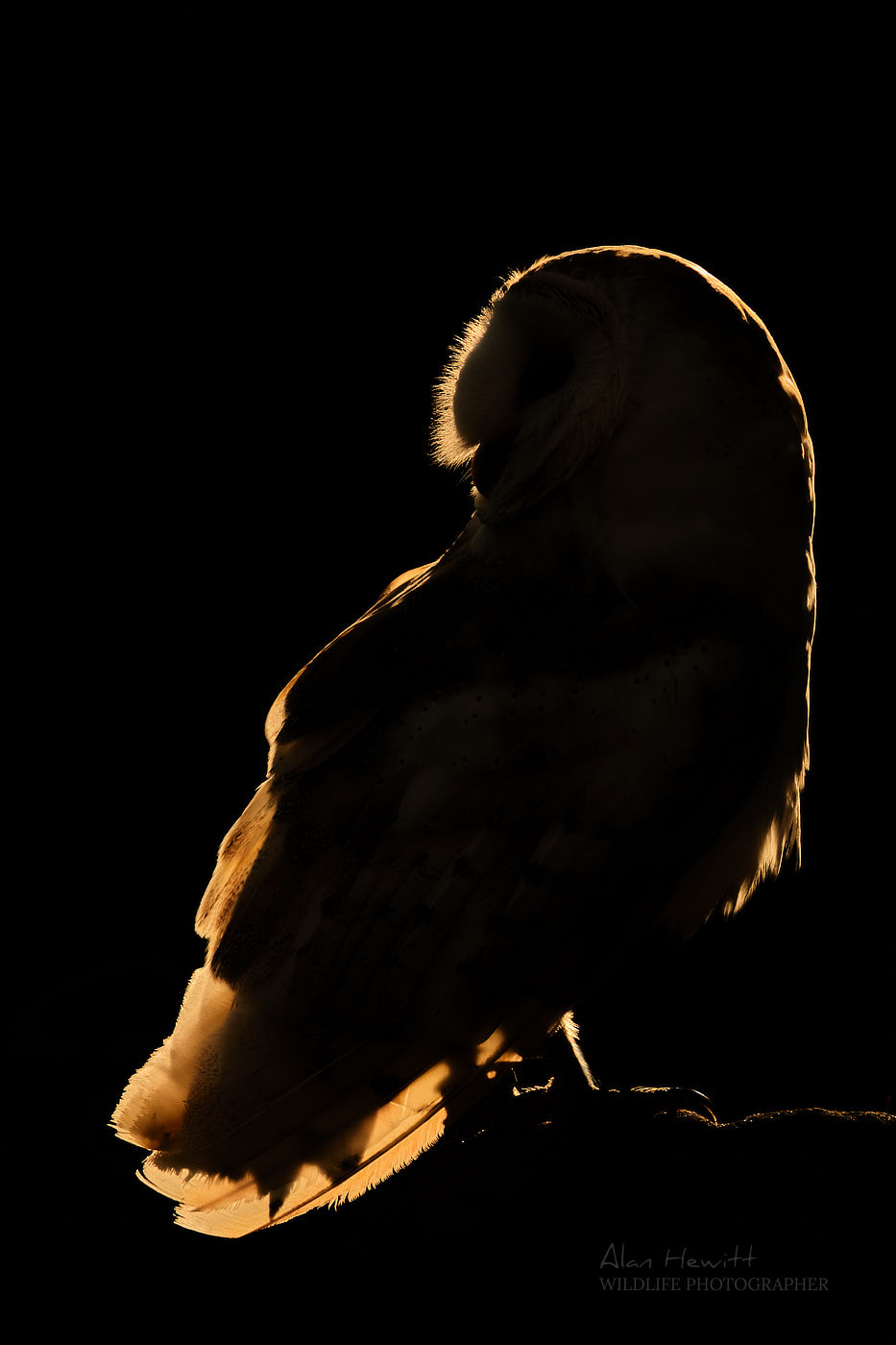 Barn Owl © Alan Hewitt Photography