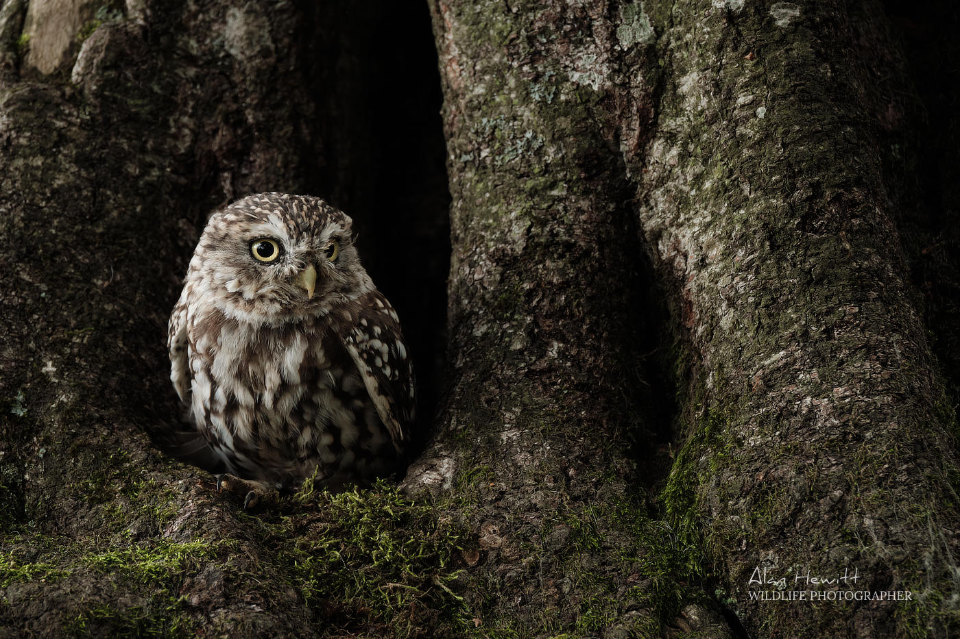 ©Alan Hewitt Photography Birds of Prey Photography Workshop Northumberland