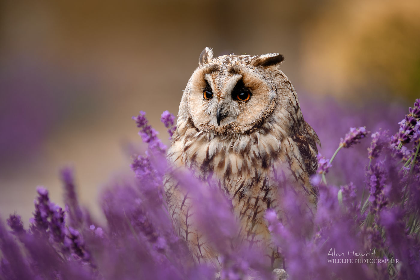Tawny Owl © Alan Hewitt Photography