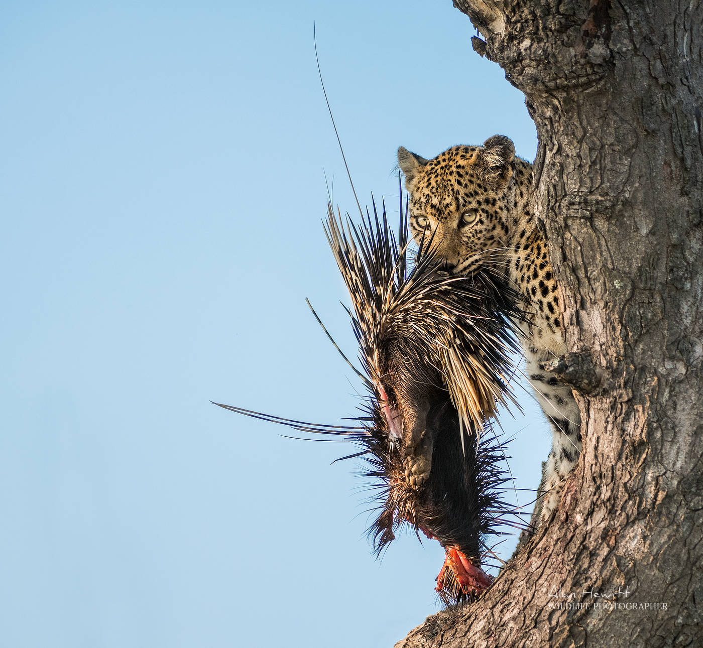 Leopard & Porcupine Alan Hewitt Photography