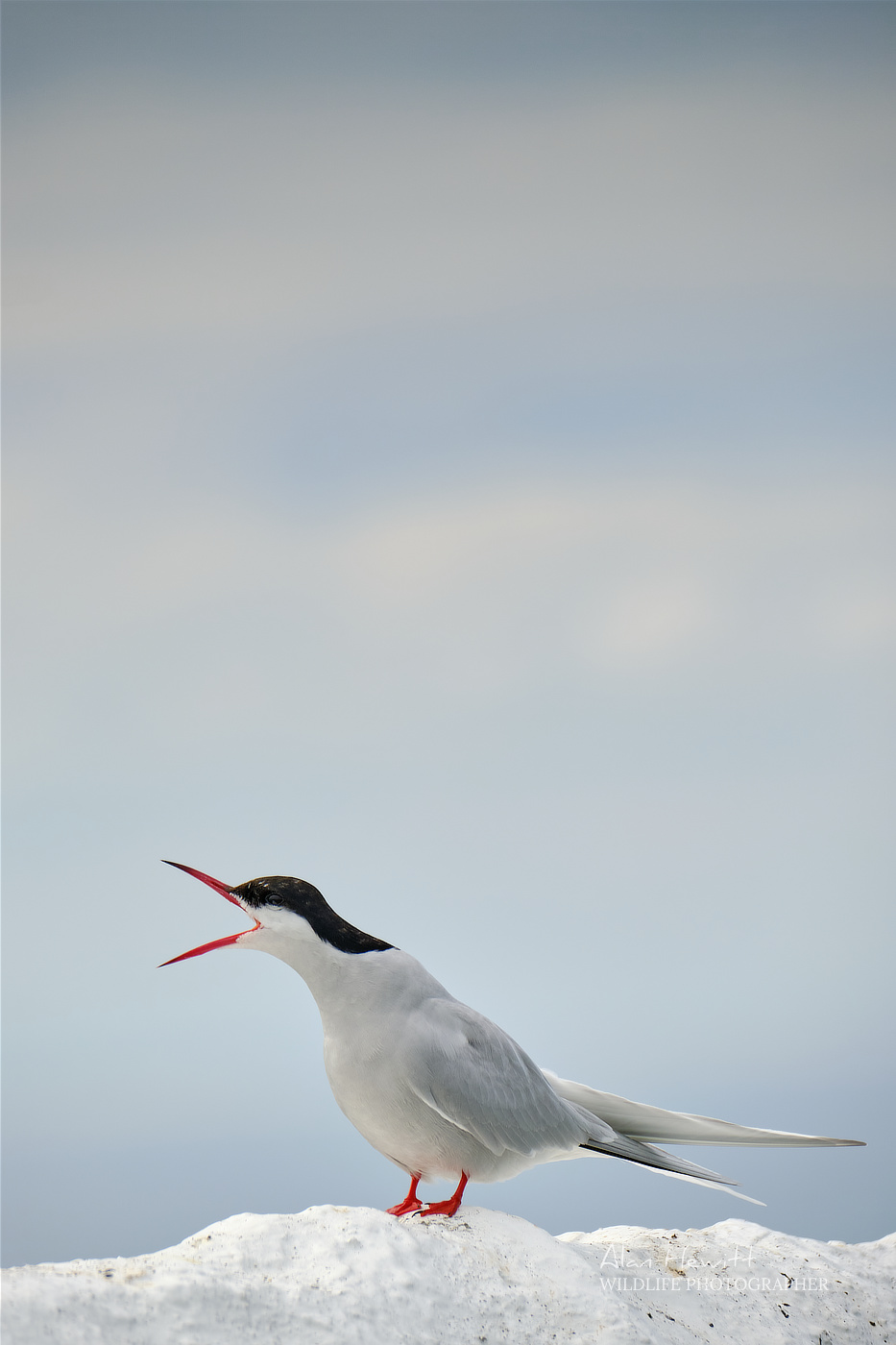 Arctic Tern, Frames per second Alan Hewitt Photography
