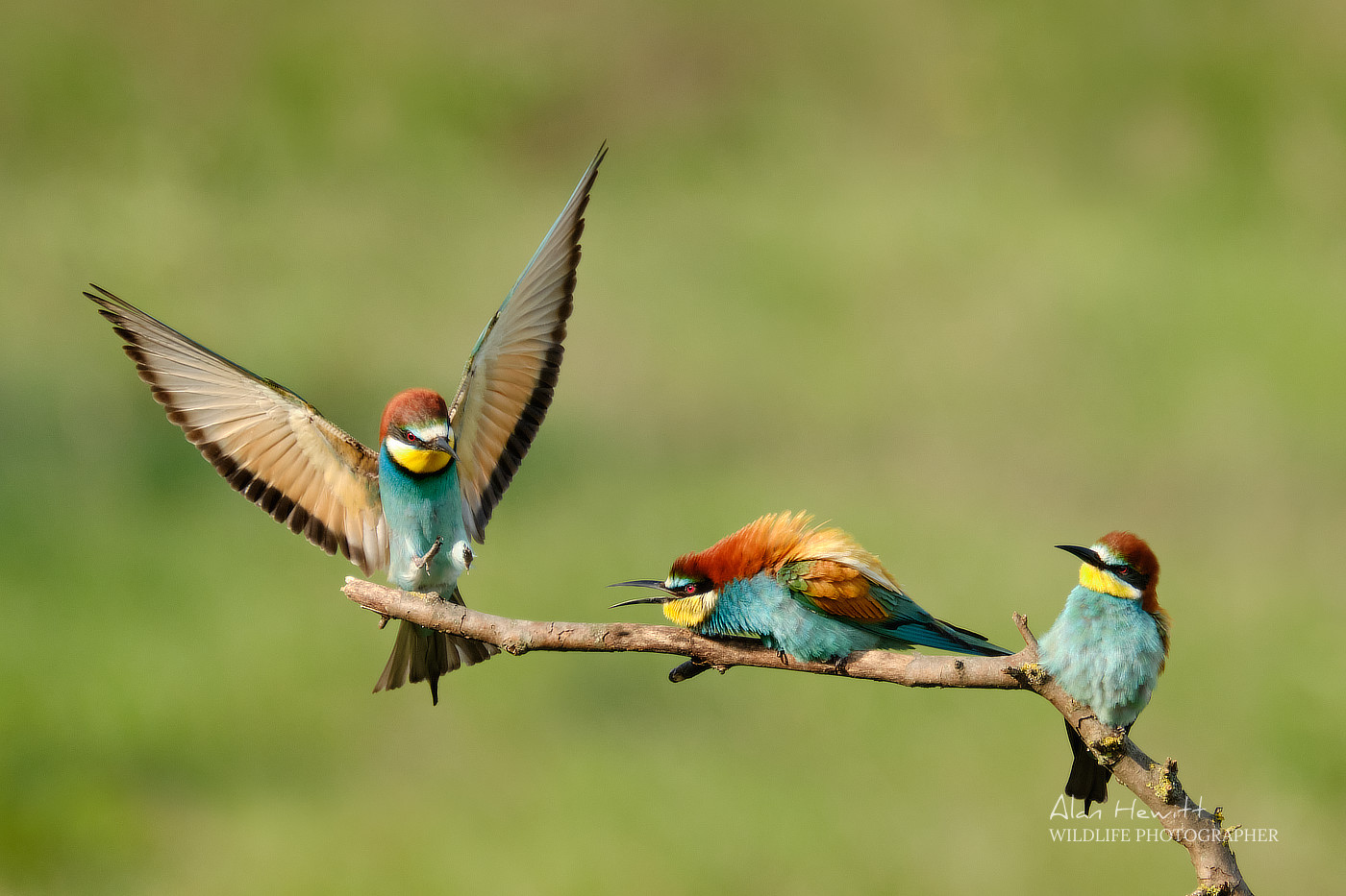 European Bee-eaters Alan Hewitt Photography