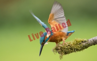 Live Baited Kingfisher Alan Hewitt Photography