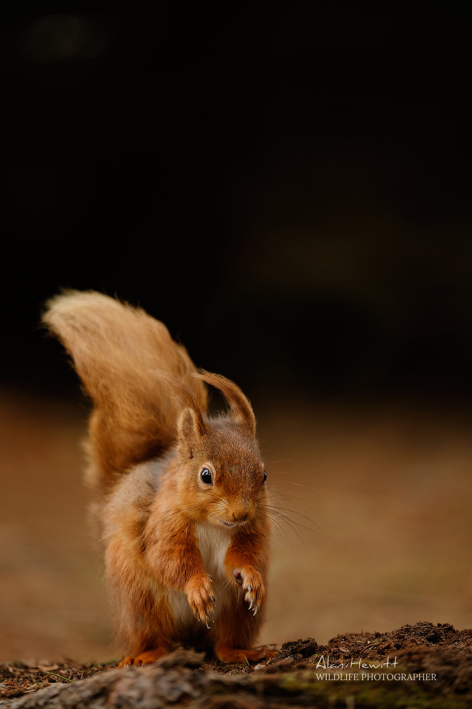 Red Squirrel Alan Hewitt Photography