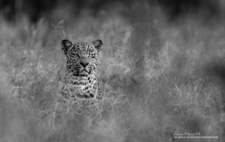 Young male Leopard 'Hosanna' - Alan Hewitt Photography