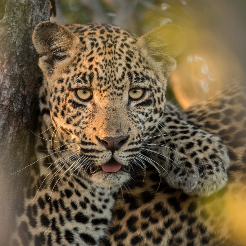 Leopard, Timbavati Wildlife Photography Safari