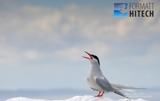 Arctic Tern Formatt-Hitech Filters
