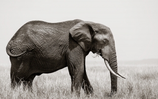Bull Elephant – Fujifilm Medium Format GFX50s & GF250mm Alan Hewitt Photography