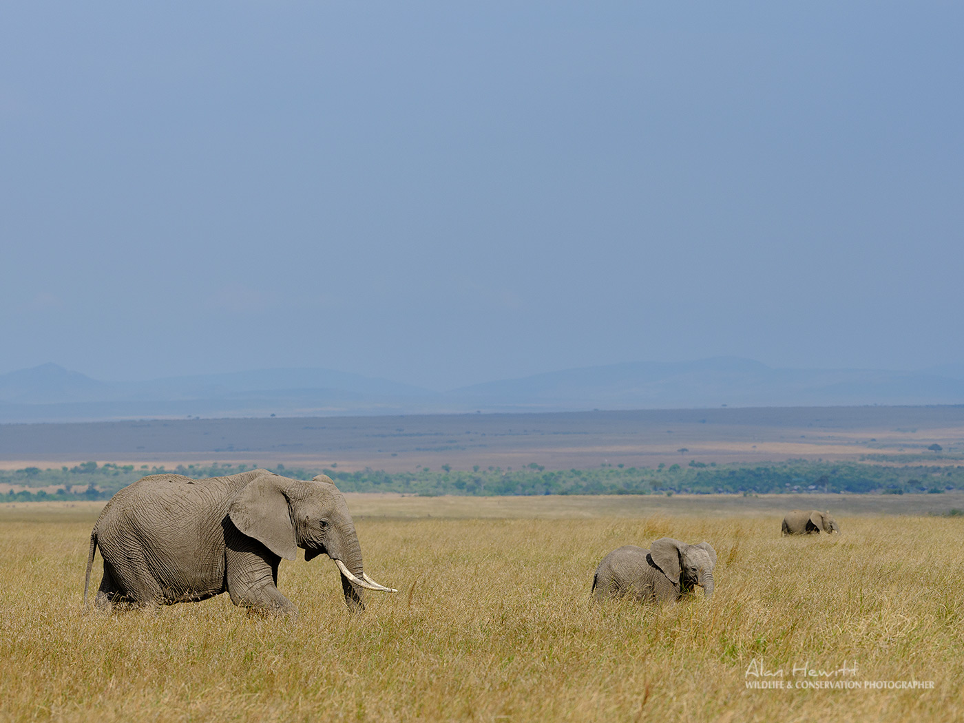 Elephants – Fujifilm GFX50s & GF250mm Alan Hewitt Photography