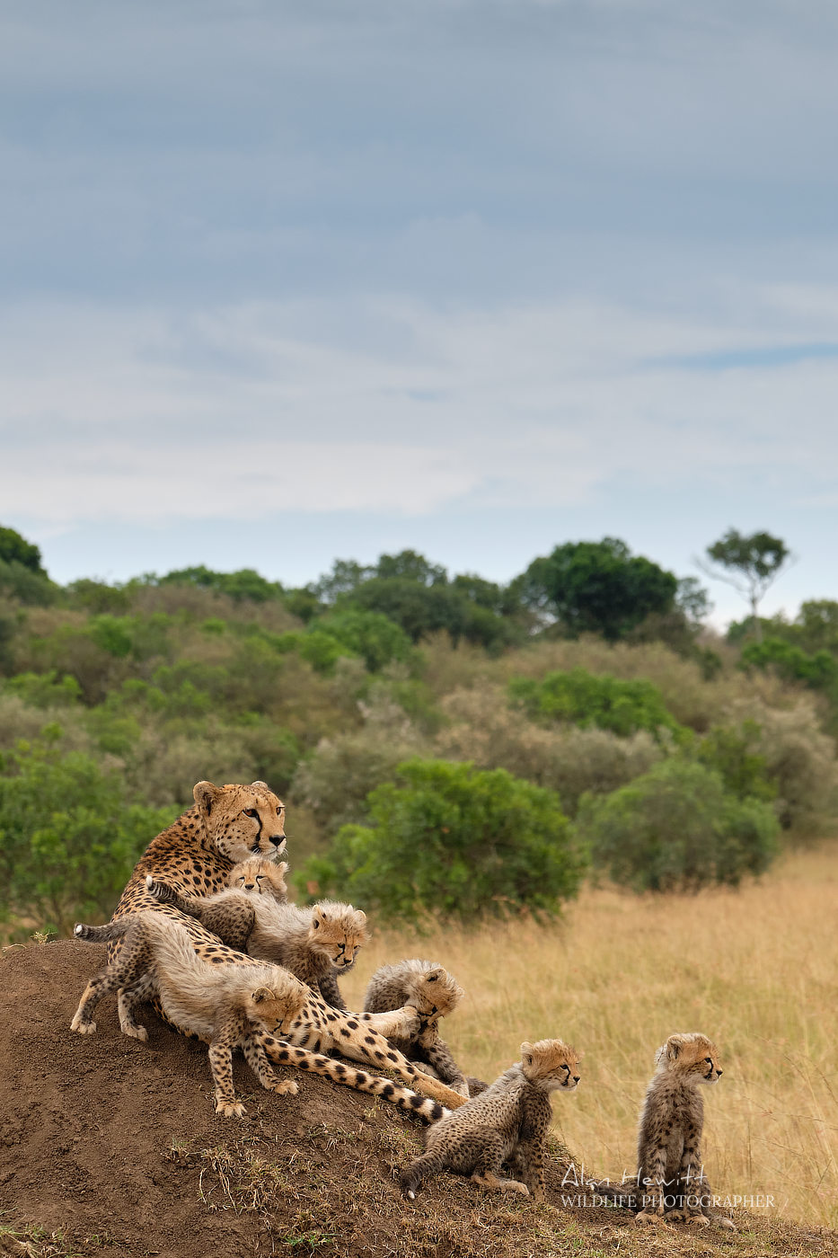 Cheetah & Cubs, Masai Mara Graduated filters and wildlife photography