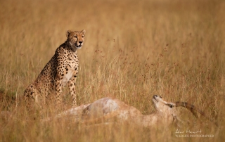 Female Cheetah, ‘Kisaru’ & Grant’s Gazelle prey. Photographed with the Fujifilm X-H1 & Fujinon 200mm.