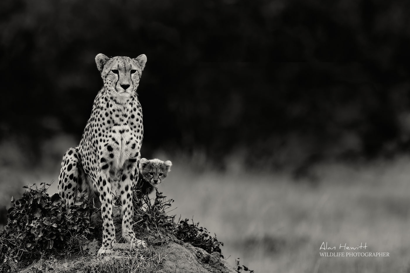 Female Cheetah, ‘Kisaru’. Photographed with the Fujifilm X-H1 & Fujinon 200mm f/2 & 1.4x f/2 converter.